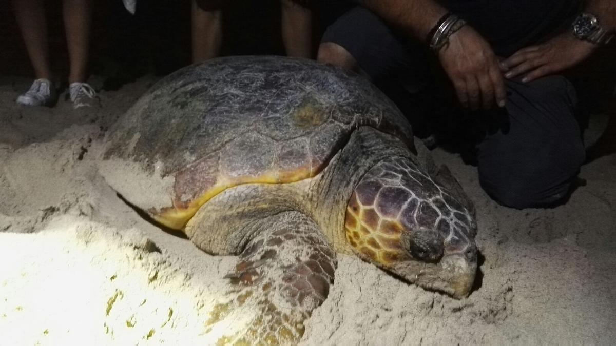 Desove de una tortuga boba en una playa valenciana, en una imagen de archivo captada en 2016