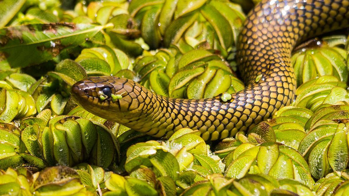 Ejemplar de culebra acuática