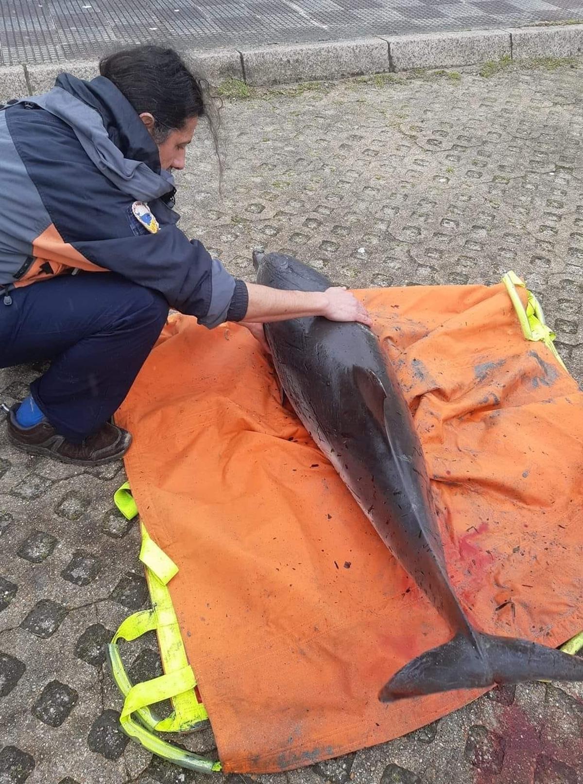 Los dos delfines aparecieron en la playa de Lourido y A Ladeira
