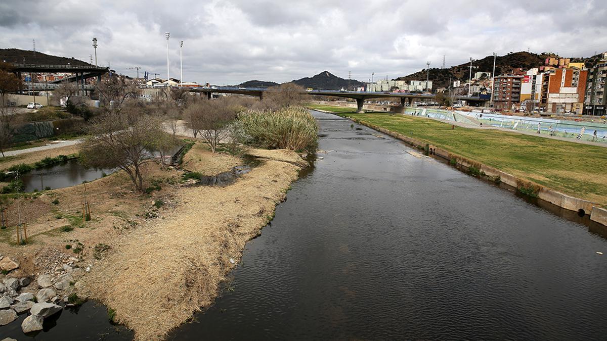 Refugio de la biodiversidad en el rio Besòs