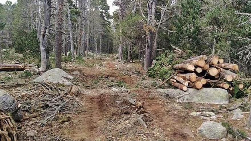 La tala que s&#039;està fent al bosc de la Feixa de Ger