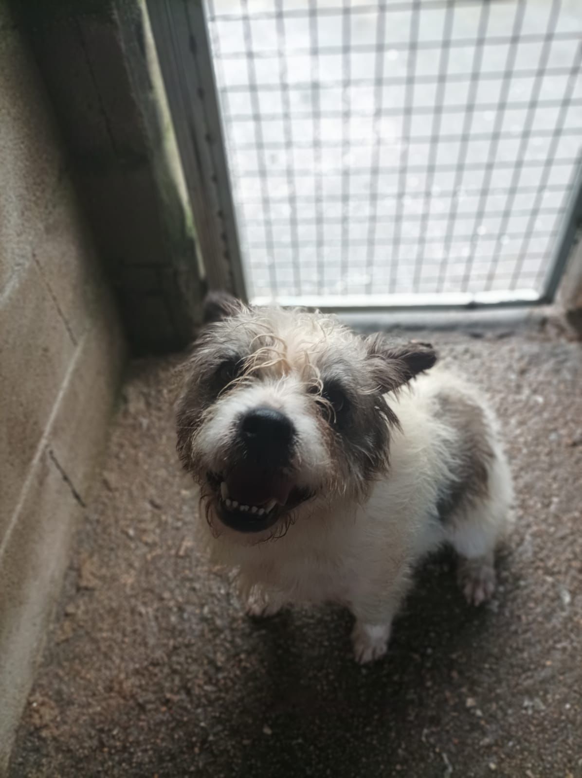 Animales en adopción en el refugio de O Morrazo - Faro de Vigo