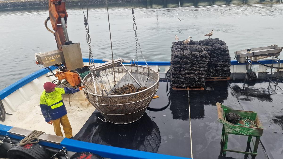 Descargas de mejillón en Vilanova, ayer.