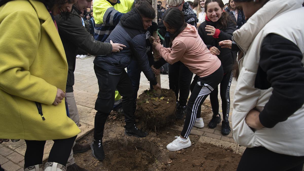 Un grupo de alumnos une fuerzas para colocar uno de los árboles en el hoyo cavado en el tierra, este lunes en la Ronda Norte.