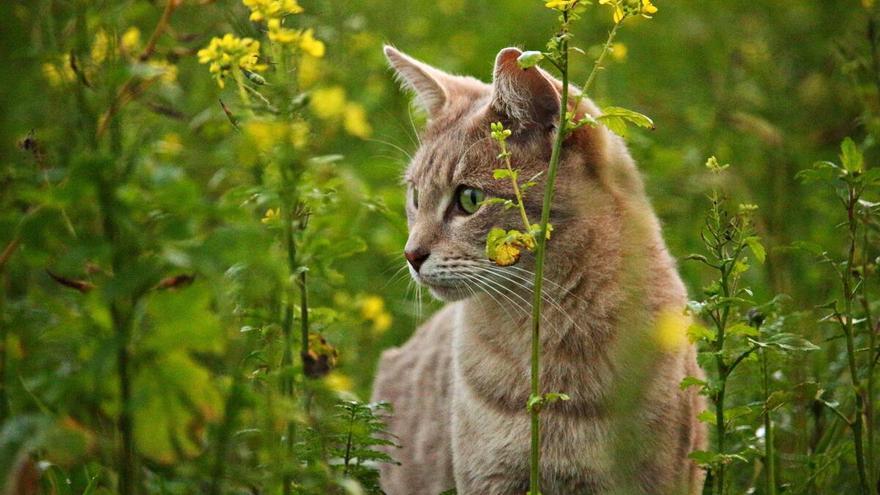 Estas son las plantas más tóxicas para los gatos