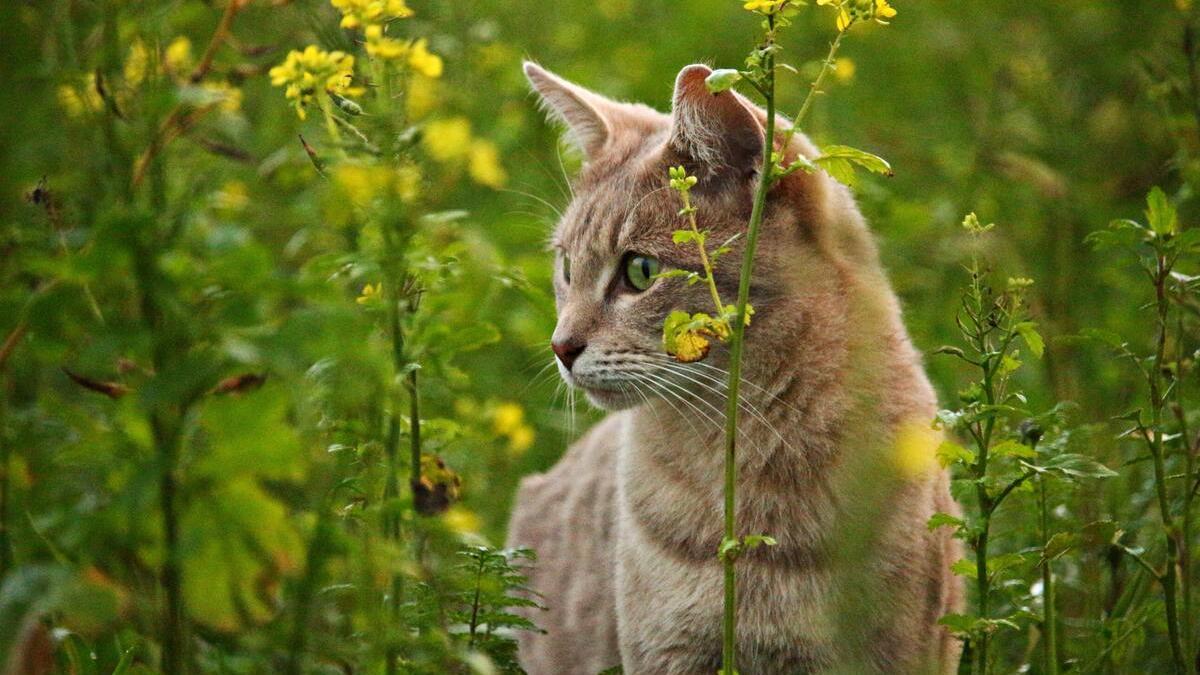 Estas son las plantas más tóxicas para los gatos