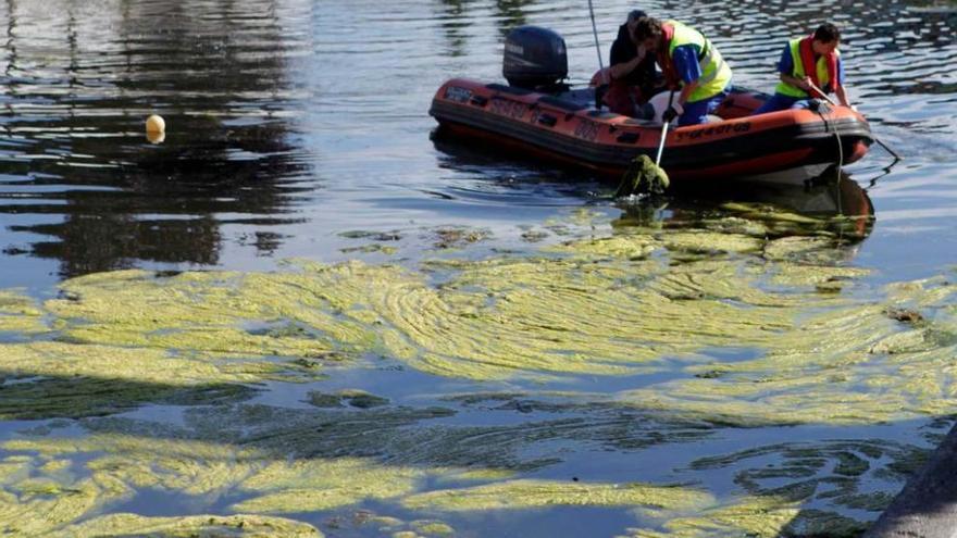 Labores de limpieza realizadas en el anillo navegable del río Piles.