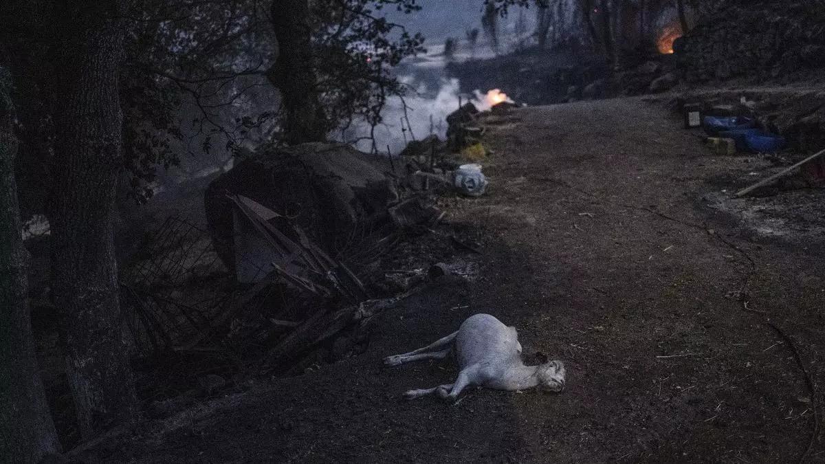 Un animal muerto tras el fuego que arrasó A Caridade (Ourense).