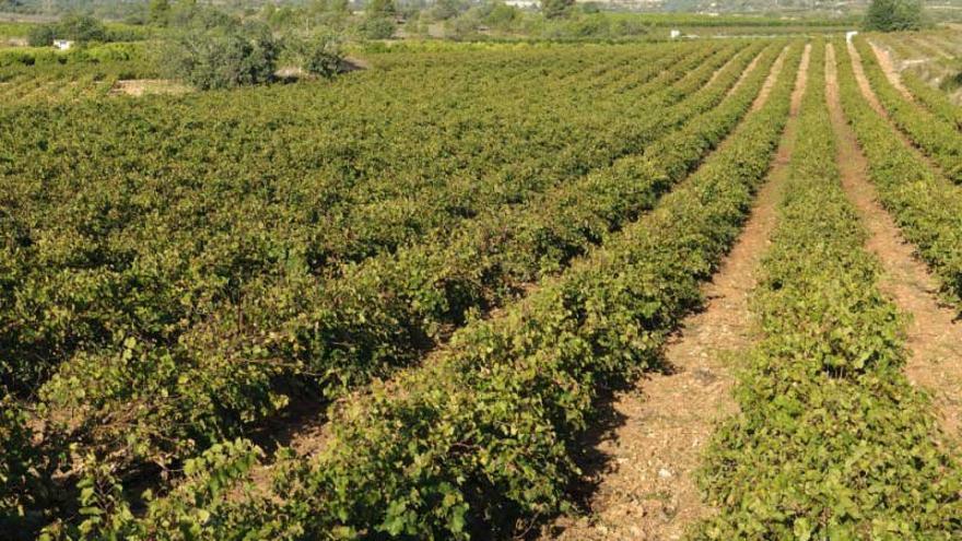 Viñas del Portillo, vinos inspirados en la esencia más valenciana