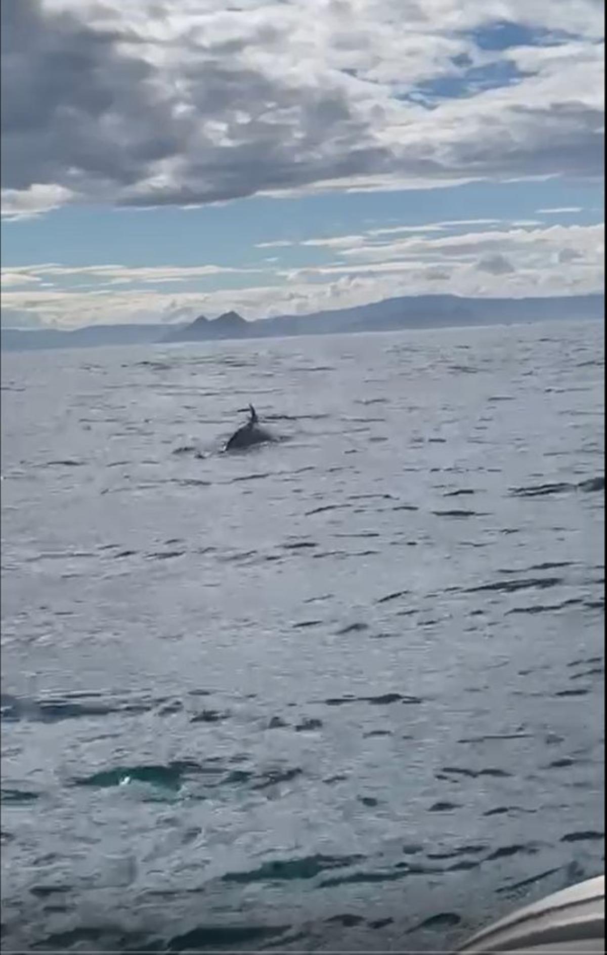 La aleta de la orca junto al pesquero cerca de Ons.