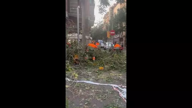 Fuertes rachas de viento tumban varios árboles de L'Hospitalet