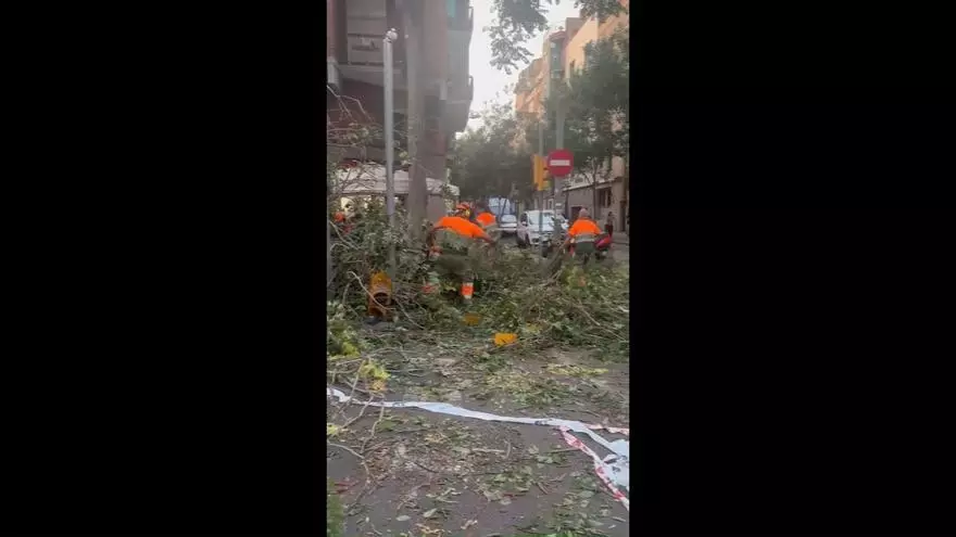Fuertes rachas de viento tumban varios árboles de L'Hospitalet