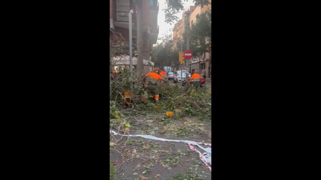 Fuertes rachas de viento tumban varios árboles de L'Hospitalet