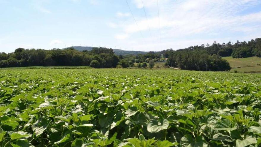 Las plantaciones de girasol se incrementan en torno a un 25% con respecto  al año pasado - Faro de Vigo