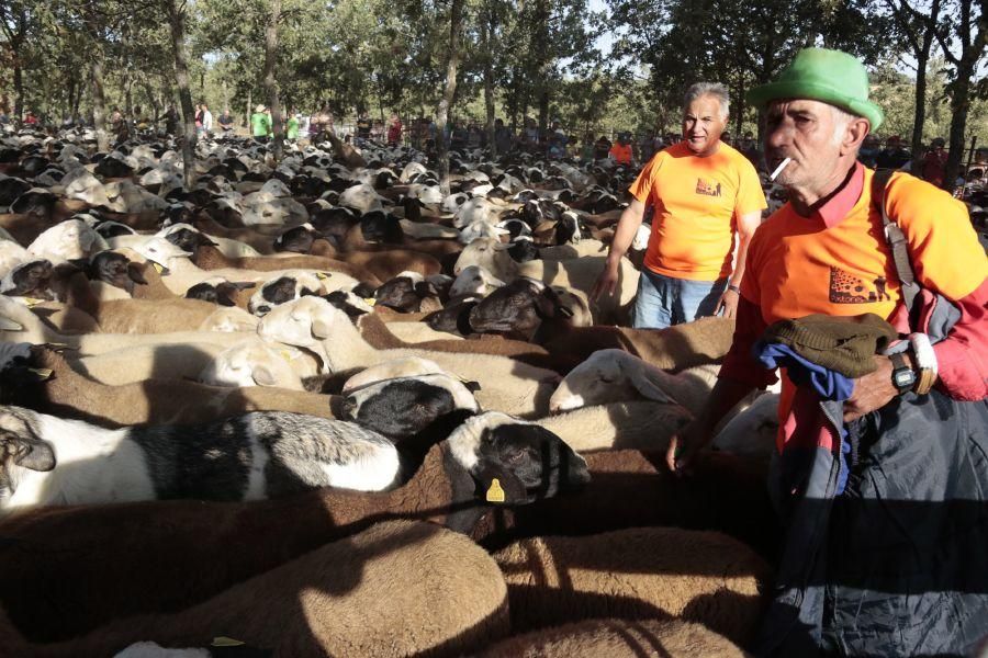 Fiesta de la Trashumancia en San Vitero