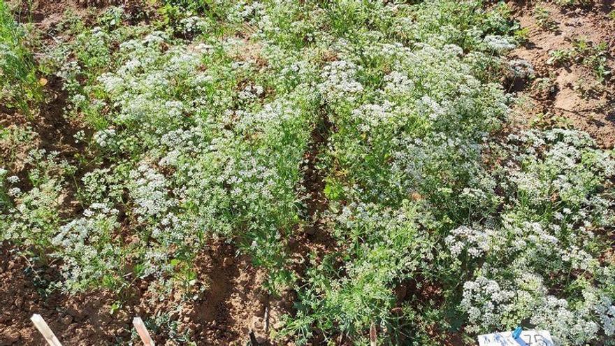 Investigadores de Córdoba identifican cinco variedades de anís con propiedades beneficiosas para la salud y la industria