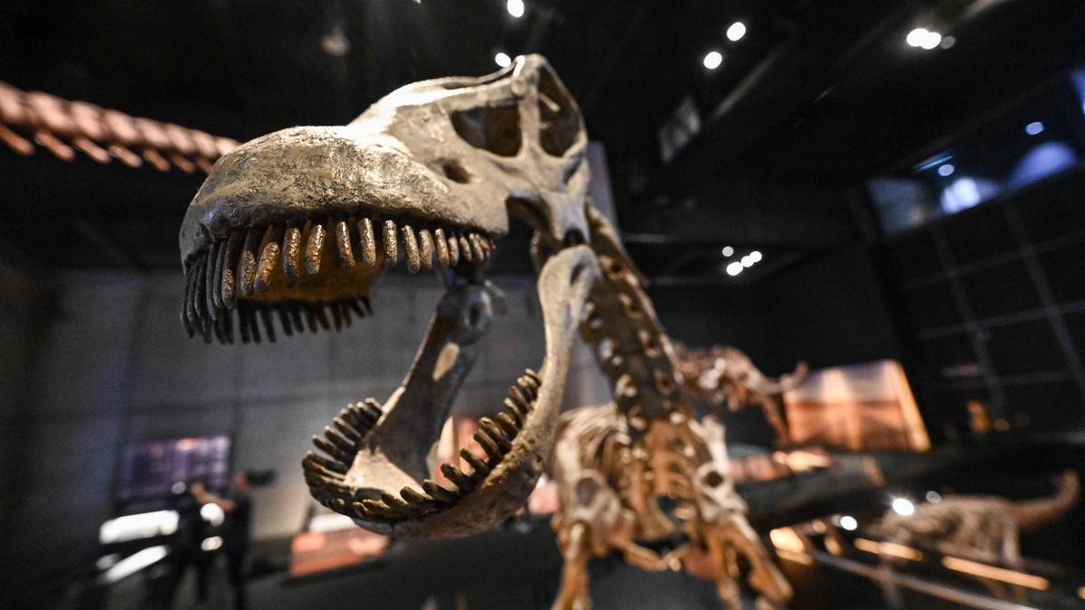 Rèplica d'un Nenquensaurus, un dinosaure que va viure a la Patagònia