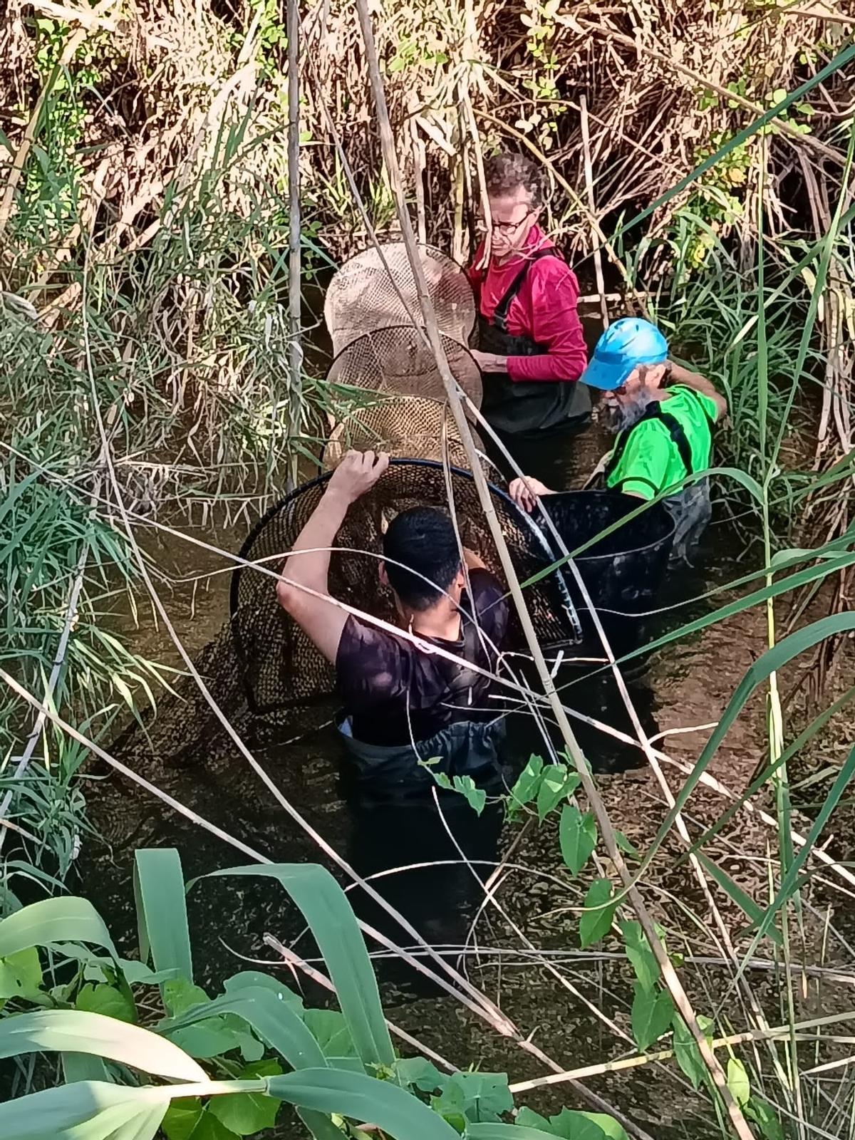 Los voluntarios revisan las trampas instaladas en el Barranc de Barxeta.