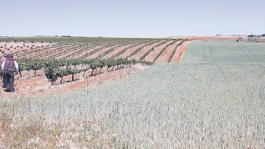 La Lonja de Zamora: La burbuja del cereal se sigue desinflando