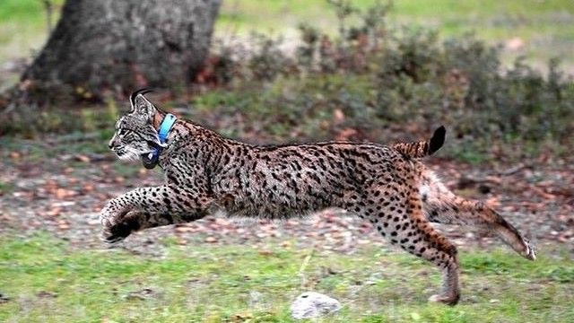 Ejemplar de lince ibérico.