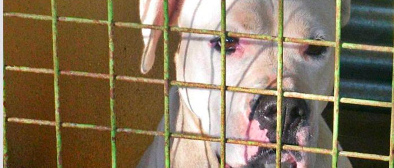 Un perro potencialmente peligroso de la raza american pitbull.  | LEVANTE-EMV