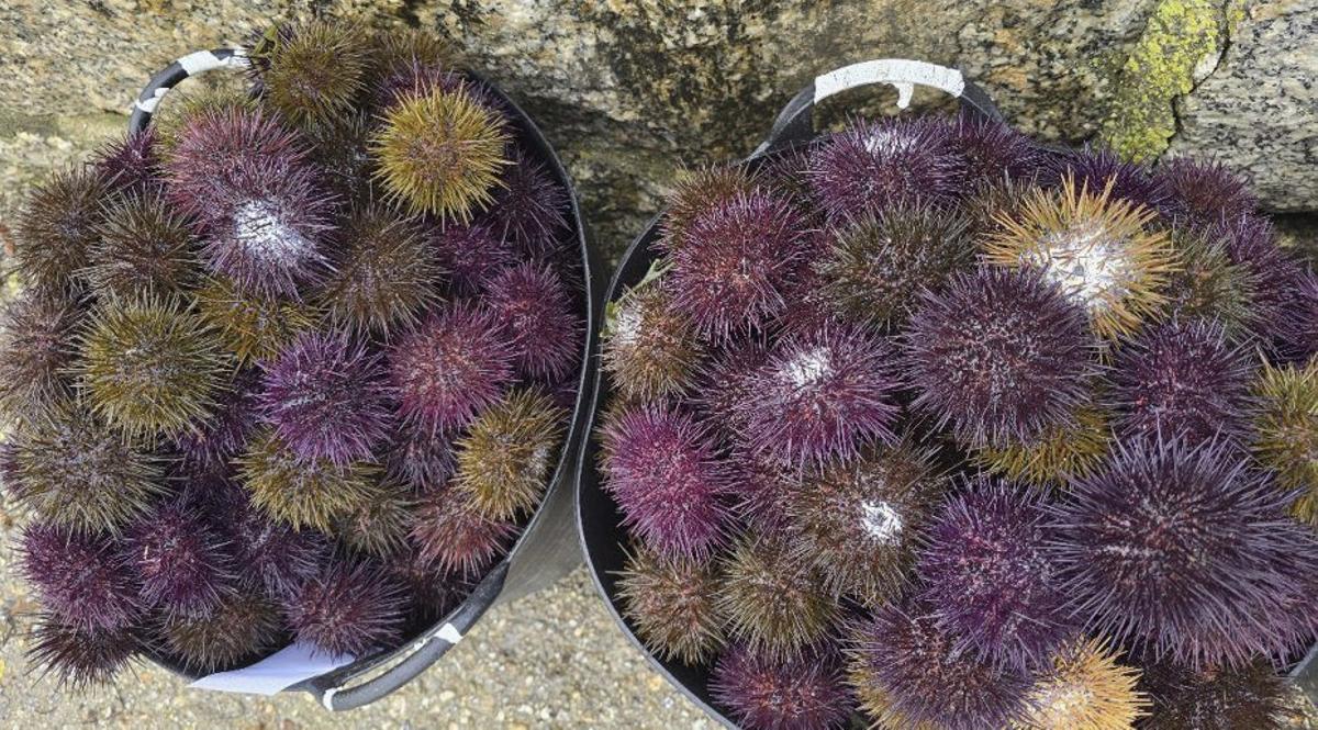 Erizos capturados en O Grove.