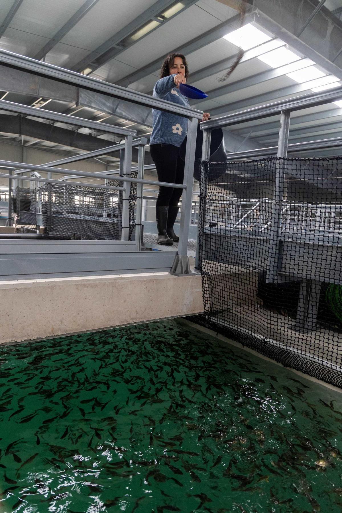 Una operaria de la piscifactoría alimentando a las primeras lecholas.
