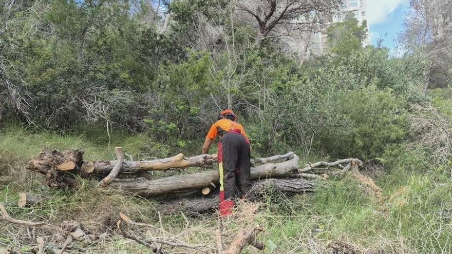 Medio Ambiente retira en Benidorm decenas de pinos secos para prevenir riesgos de incendios