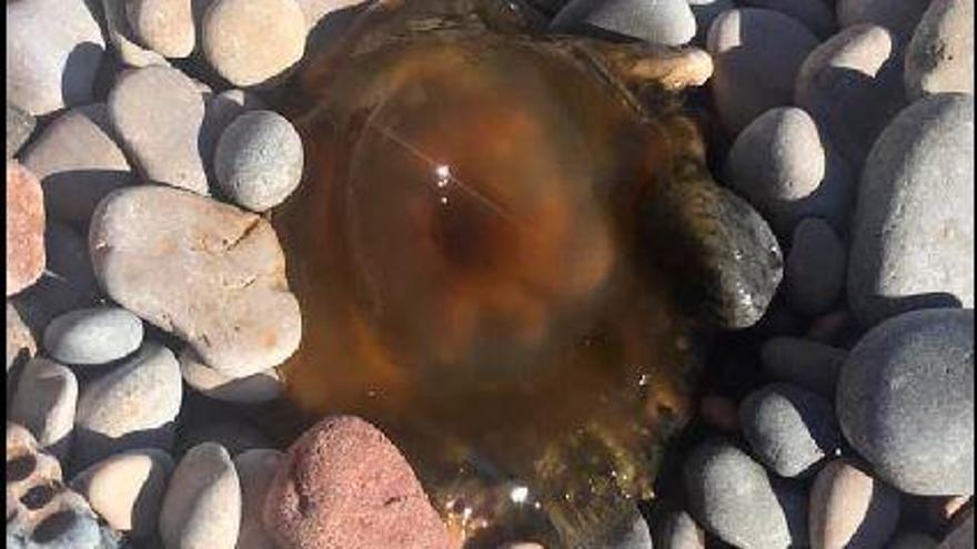 Un banco de medusas alerta a los bañistas del litoral sur de Castellón