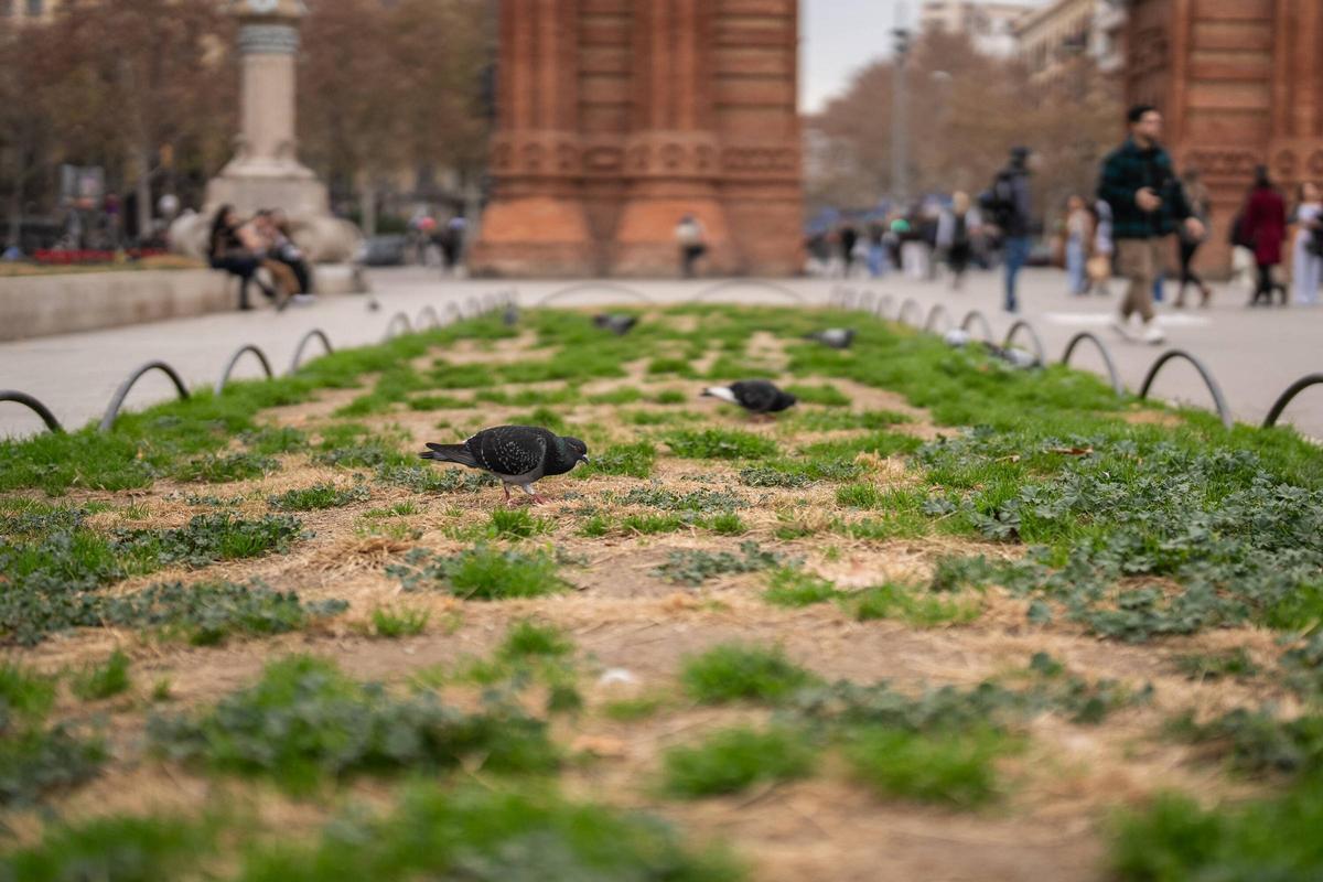 La sequía afecta los espacios verdes de la ciudad. En el Arco del Triunfo, Barcelona.