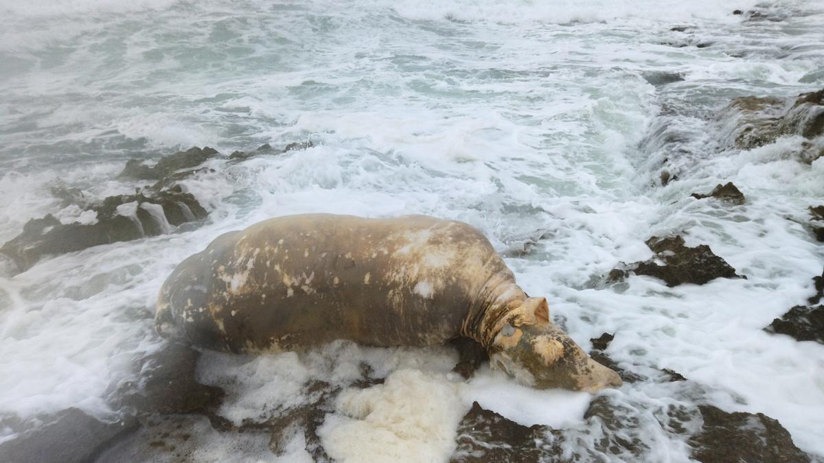 Es del todo insólito que el mar arrastre a tierra una res muerta