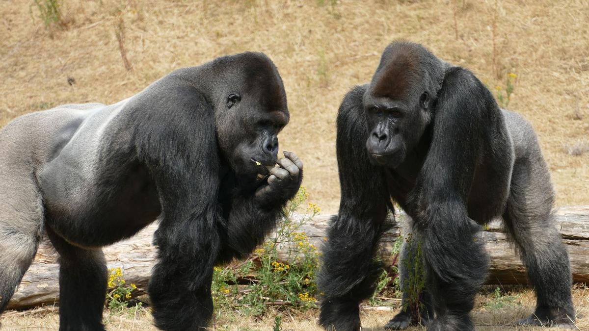 Los gorilas emiten un sonido para comunicarse solo con los humanos