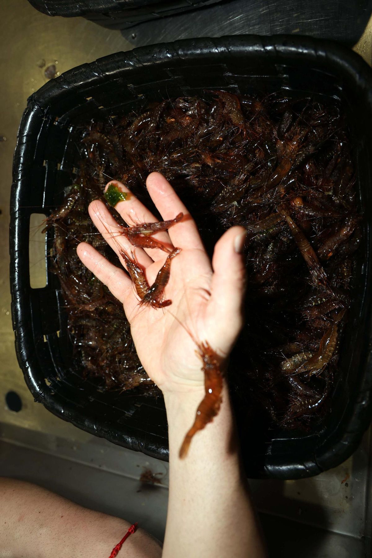 Camarones en la lonja.