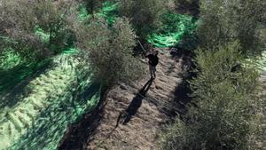 Un hombre varea aceitunas en una finca del municipio de Cabacés, en el Priorat, el pasado diciembre.