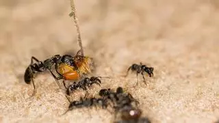 Jorge Rey anuncia el fin de la sequía en España con el sistema de las hormigas: “Cambio radical”