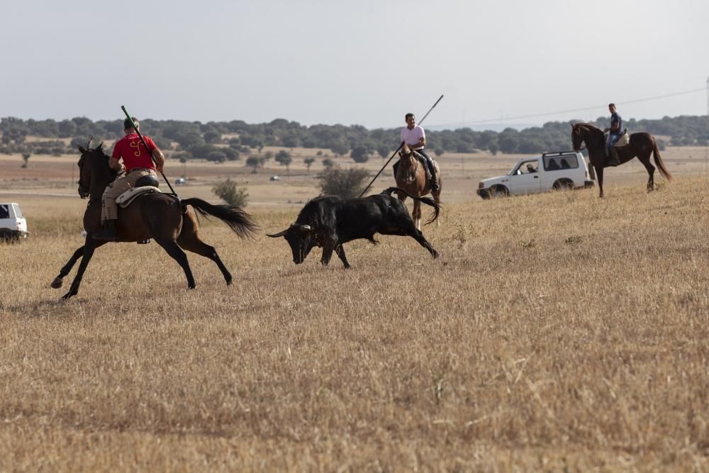 Encierro campero en Pereruela