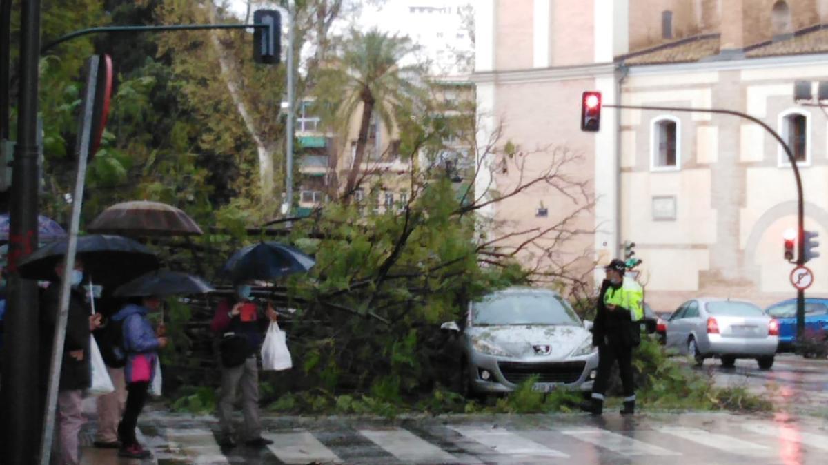 El árbol, desplomado en la calzada este jueves en el barrio del Carmen.