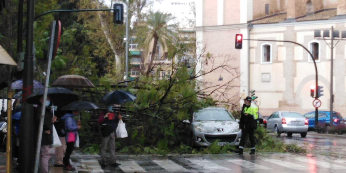 El árbol, desplomado en la calzada este jueves en el barrio del Carmen.