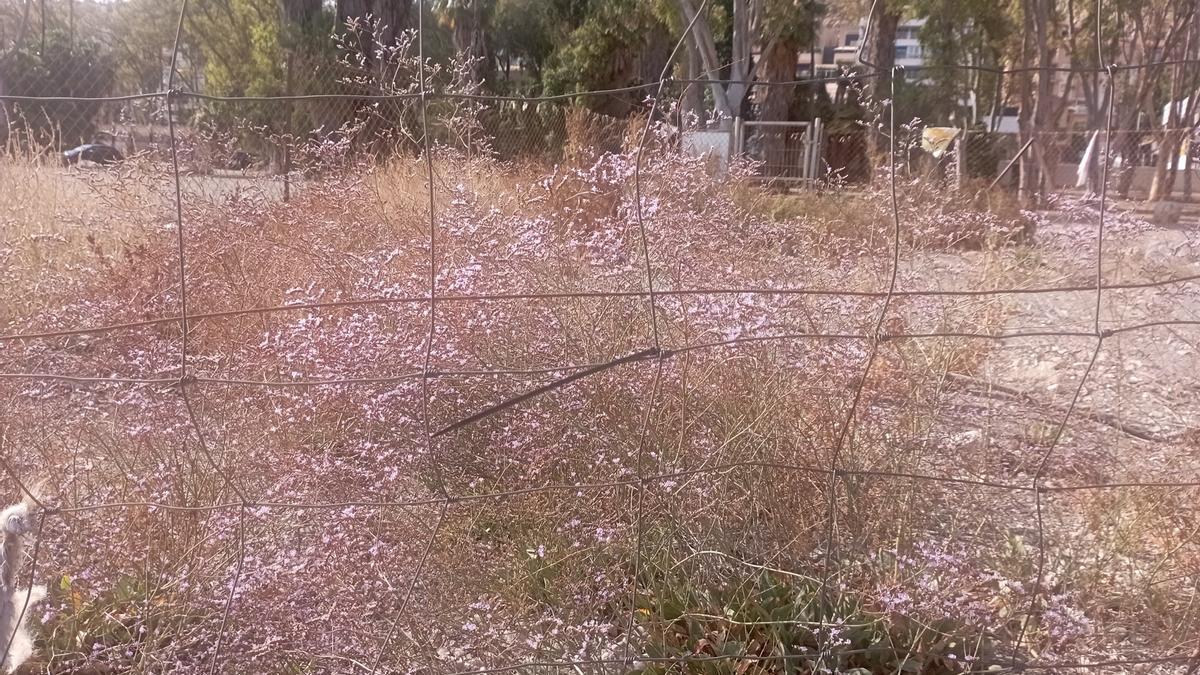 Detalle de la plantación única en el mundo de 'Limonium carminis', la pasada semana en plena floración en los Baños del Carmen..
