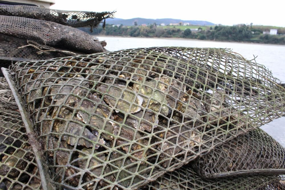 Ostras en la ría del Eo