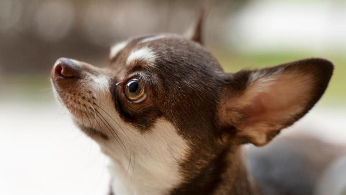 Els chihuahues tenen gens de llop?