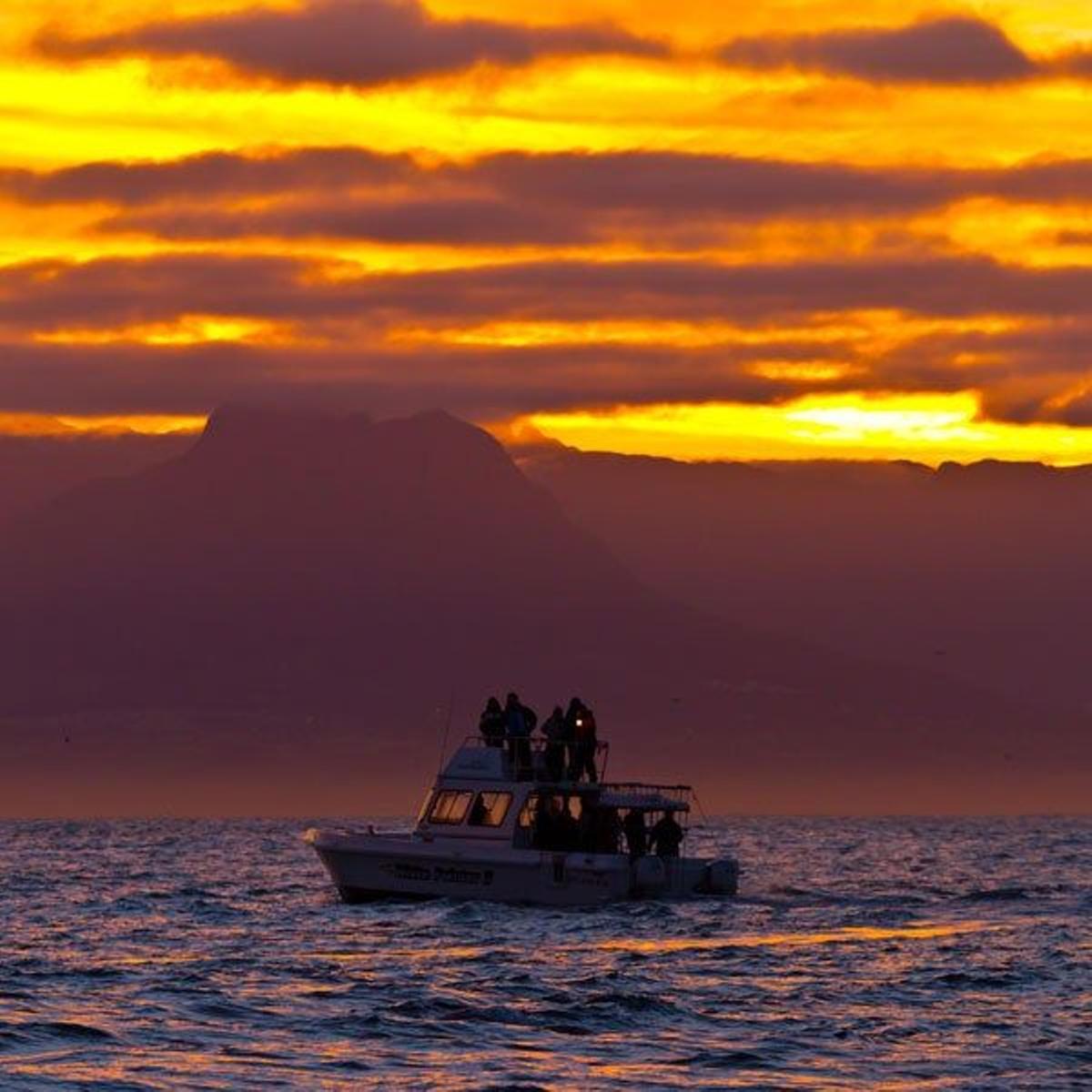 Barco en False Bay, a la caza del Gran Blanco.