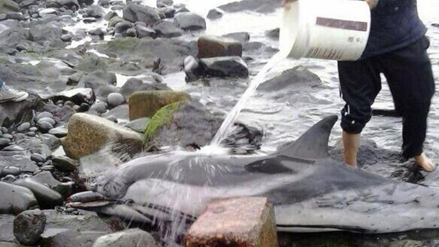 Muere un delfín en la playa de San Cristóbal