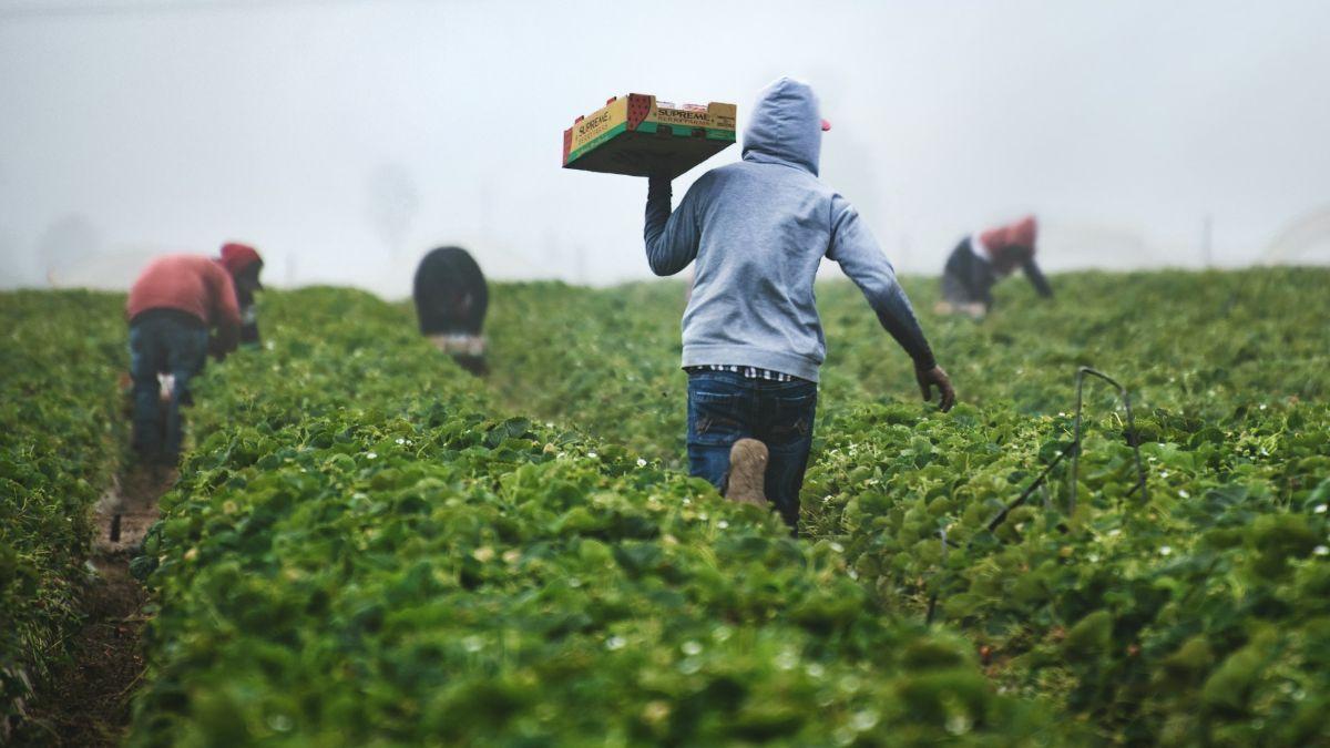 La falta de trabajadores agrícolas podría convertirse en el gran escollo a superar para la seguridad alimentaria mundial.