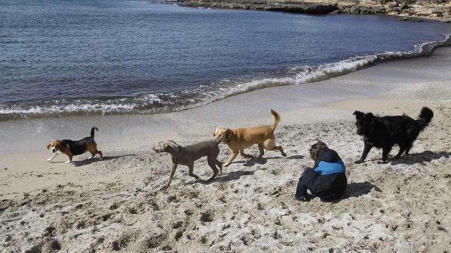 Un grupo de perros pasean por un punto del litoral de la isla.