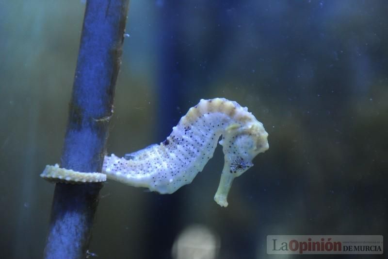El acuario de la UMU albergará las especies emblemáticas del Mar Menor