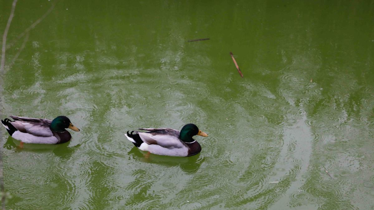 Patos en el Parque de Cabecera de València.