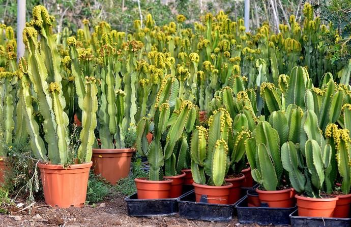 01/03/2019 MONTAÑA LOS VELEZ, AGÜIMES. Plantas para exportación de Viveros El Rosal. SANTI BLANCO