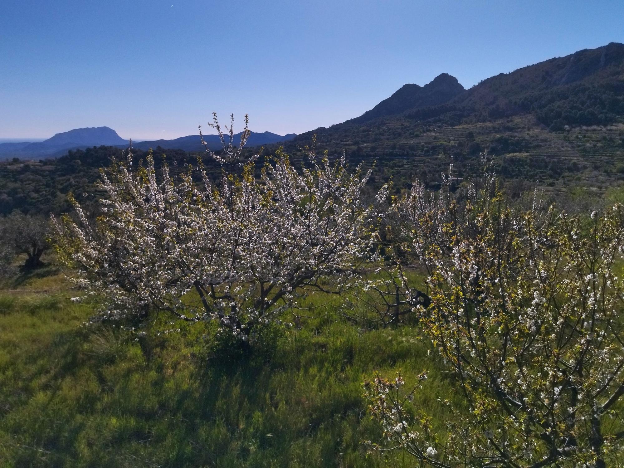 El "Hanami" valenciano: ya florecen los cerezos en la Vall de Laguar