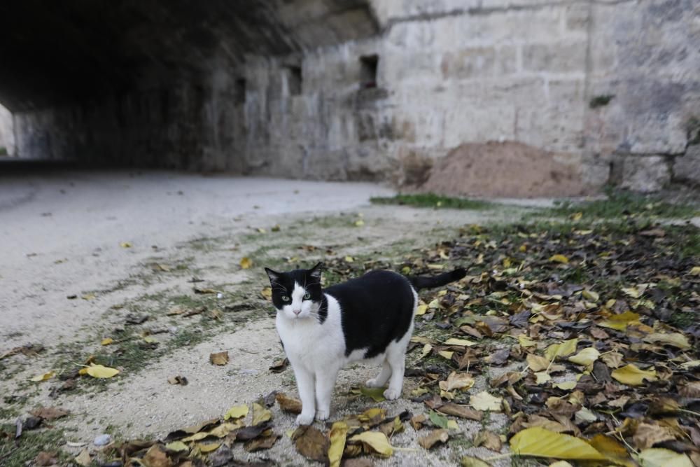 Colonia de gatos bajo el puente del Real de València